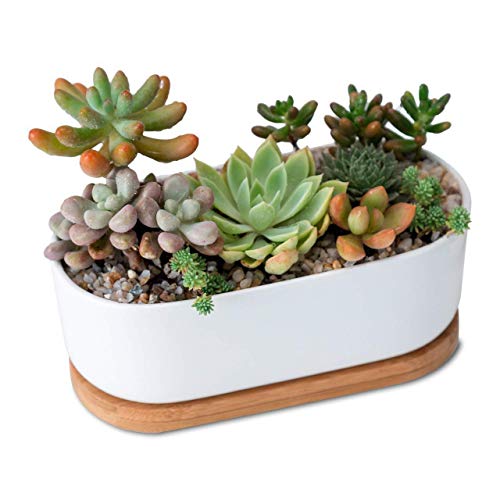 Product Cover FURN ASPIRE White Ceramic Planter with Removable Bamboo Tray (A). Oval White Ceramic Planter