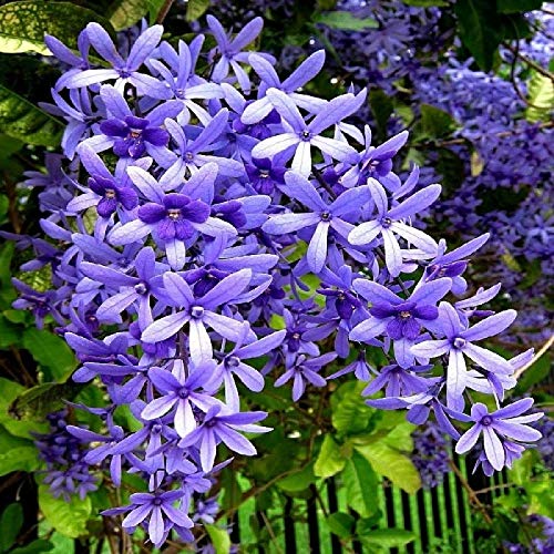 Product Cover Exoticflora Creepers And Climbers Petrea Volubilis Creepers & Climbers Healthy Live Plant With 6 Inches Fibre Pot (Real Flowering Creeper And Climber For Garden And Home)