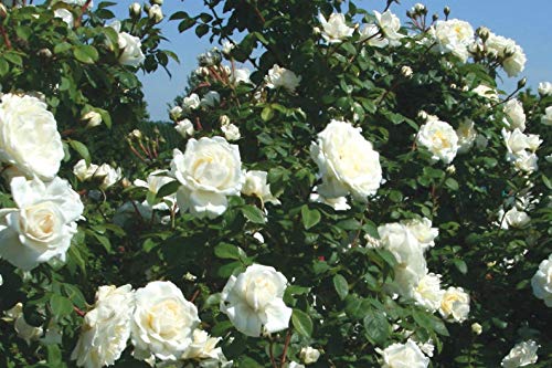 Product Cover Exoticflora Creepers And Climbers Rosa Crimison Glory Climber White Healthy Live Plant With 6 Inches Fibre Pot (Real Flowering Creeper And Climber For Garden And Home)