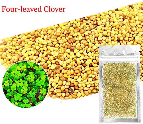 Product Cover T-shin Aquarium Grass Plants Seeds,Aquatic Four-leaved Clover Carpet Water Grass,Oxygenating Weed Live Pond Plant Seeds,Fish Aquatic Water Grass Decor,Easy to Plant Grow Maintain,XYC-10G
