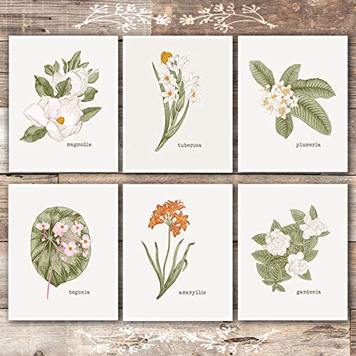 Product Cover Vintage Botanical Wall Art Prints (Set of 6) - Unframed - 8x10s | Flower Wall Decor