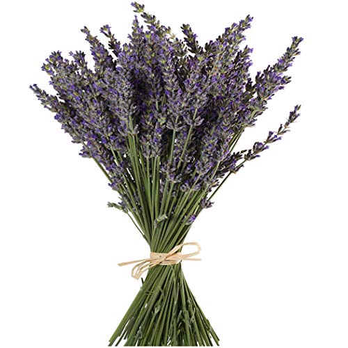 Product Cover TooGet Natural Lavender Bundles, Freshly Harvested 200 Stems Dried Lavender Bunch 16