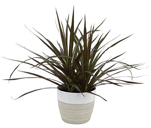 Product Cover Costa Farms Dracaena Marginata Magenta Madagascar Dragon Tree Live Indoor Plant, 14-Inches Tall, Ships in White-Natural Décor Planter