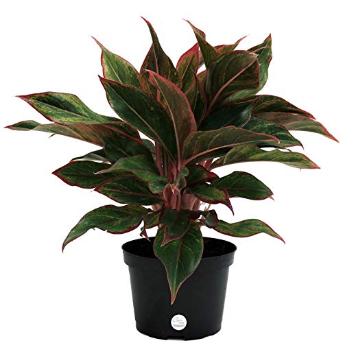 Product Cover Costa Farms Aglaonema Red Chinese Evergreen Live Indoor Plant, 14-Inches Tall, Ships in Grower's Pot