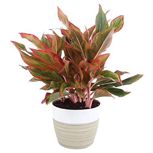 Product Cover Costa Farms Aglaonema Red Chinese Evergreen Live Indoor Plant, 14-Inches Tall, Ships in White-Natural Décor Planter