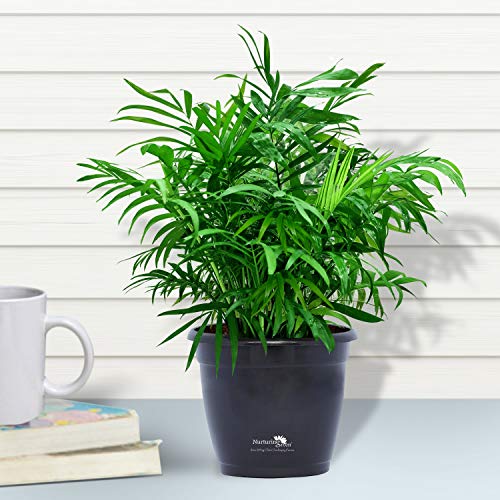 Product Cover Nurturing Green Air purifying NASA recommended Chamaedorea Palm Plant in Black Pot for home (Live Indoor Dwarf Areca Palm Plant with pot for living room, bedroom, office, table top etc)