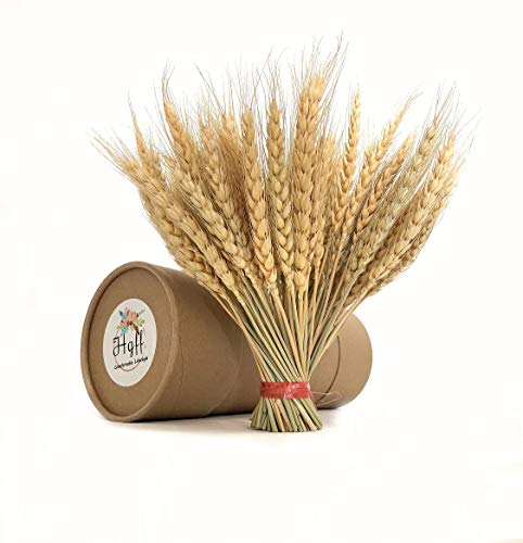 Product Cover hegufeng HGFF Natural Dried Wheat Bunches Flowes for Wedding Centerpieces Decorative 100 Stems (9inch)