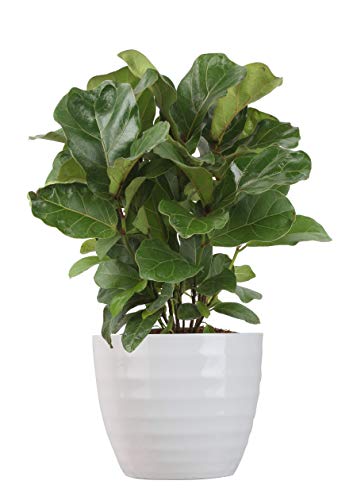 Product Cover Costa Farms Ficus Lyrata, Little Fiddle Bambino Trending Tropicals Collection Live Indoor Plant, 1-Foot, Ships in White Ceramic