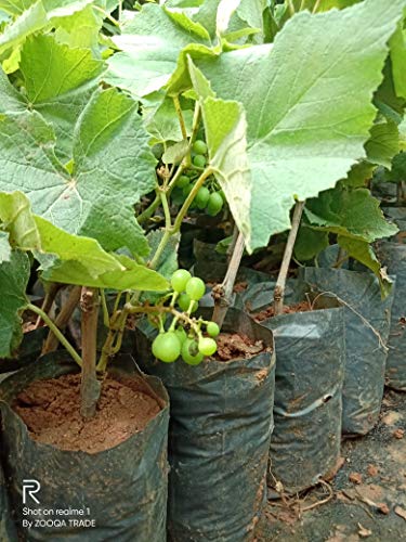 Product Cover ZOOQA Farm | Sweet Green Grapes Live Plant (Wine Fruite Plant) 1 Feet Height with Pot