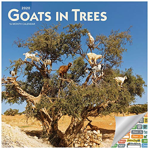 Product Cover Goats in Trees Calendar 2020 Set - Deluxe 2020 Goats Wall Calendar with Over 100 Calendar Stickers (Funny Gifts, Office Supplies)