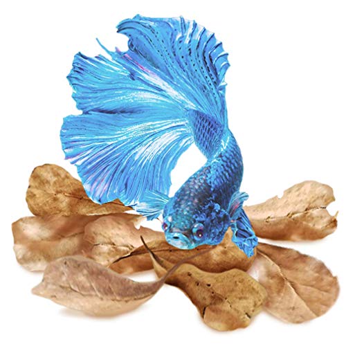 Product Cover SunGrow Mini Catappa Leaves for Betta Aquariums, Promotes Breeding, Lowers Your Tank's pH, Decreases Stress in Fish, Shrimp, and Frogs, Improves Habitat, Unique and Practical Decoration