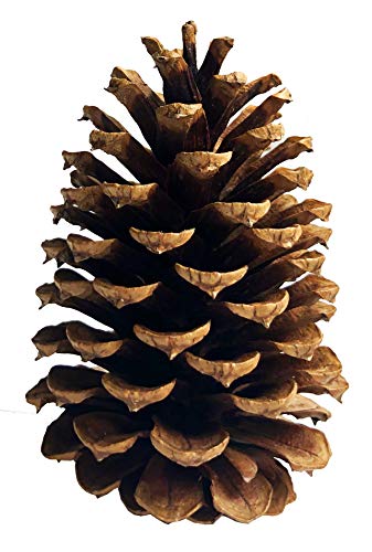 Product Cover 10 PineCones 3