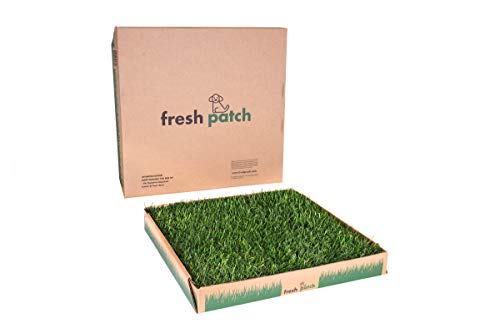 Product Cover Fresh Patch Large - Real Grass Pee and Potty Training Pad for Dogs Between 15 and 30 Pounds - Indoor and Outdoor Use - 24 Inches x 24 Inches