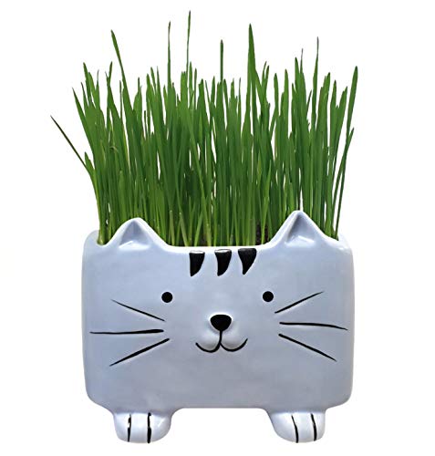 Product Cover Organic Cat Grass Kit with Planter, Seeds and Soil. Ready to Grow, Just Add Water.