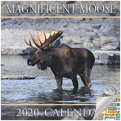 Product Cover Magnificent Moose Calendar 2020 Set - Deluxe 2020 Moose Wall Calendar with Over 100 Calendar Stickers (Nature Gifts, Office Supplies)