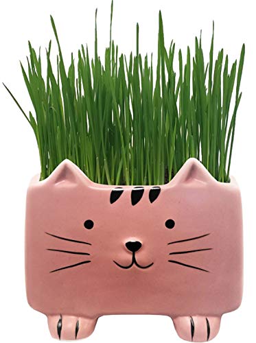 Product Cover Cat Grass Kit with Planter, Seeds and Soil. Ready to Grow, Just Add Water - 100% Organic